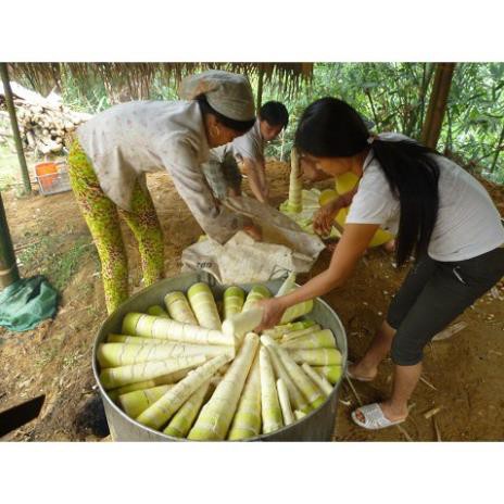 Cây giống măng tre bát độ