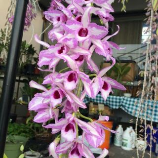 Chớp mỹ nù lá mít đồng xu
