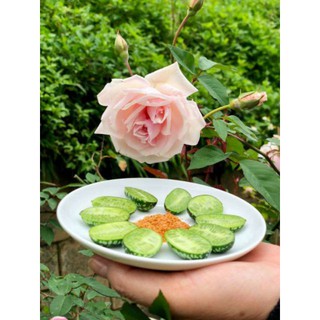 Hạt Giống Dưa Hấu mini Mexico ( Dưa Hấu Tí Hon) [shop uy tín]