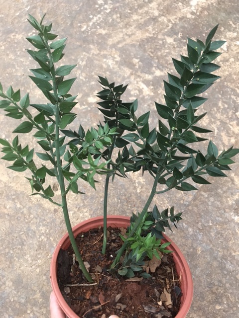 Chậu cứng đậu chổi Butcher - Ruscus Aculeatus