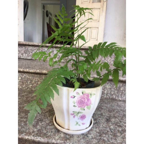 Cây dương xỉ cây như hình- cây phong thủy tốt