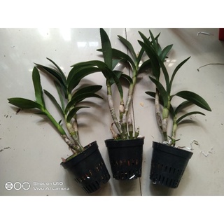Denro chớp bịp chuẩn hoa