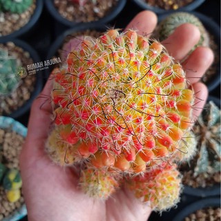 Xương rồng Mammillaria beneckei variegata