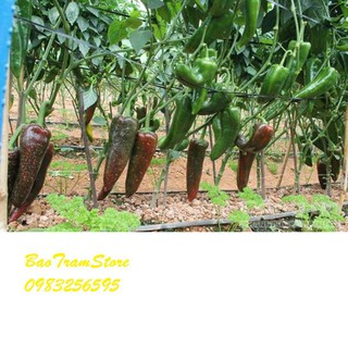 Phân phối Hạt giống ớt sừng ngọt LSW F1 gói 20 hạt xuất xứ Hà Lan hàng chính hãng, nhập khẩu và phân phối trực tiếp.