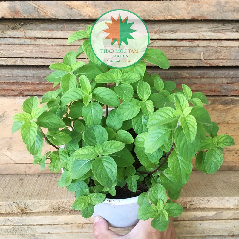 Cây Bạc Hà Pháp  vị the mát