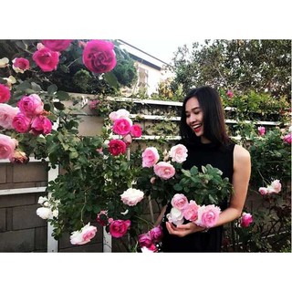 Combo 3 hoa hồng leo Pháp cực xinh