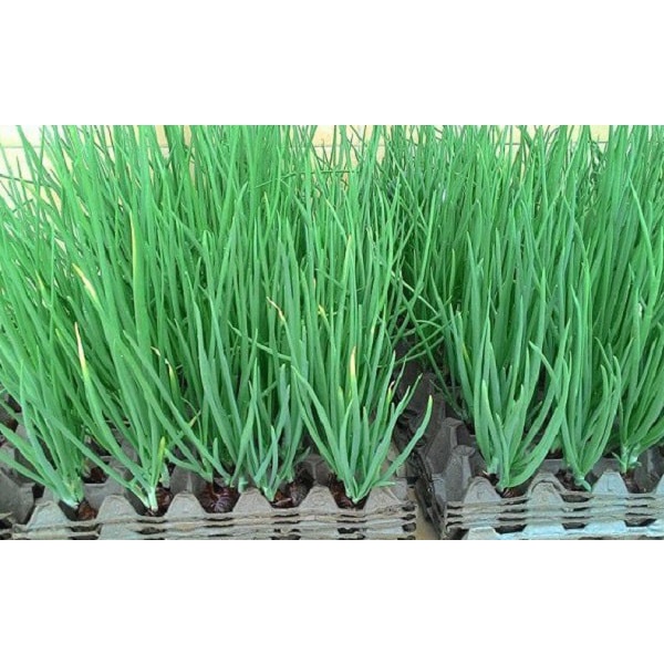 Hạt Giống Hành Lá F1  - gói 1G