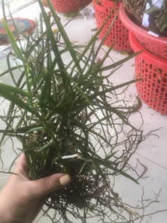 Lan rừng Hoàng yến