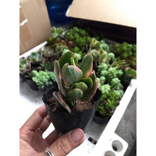 Sen đá size bầu