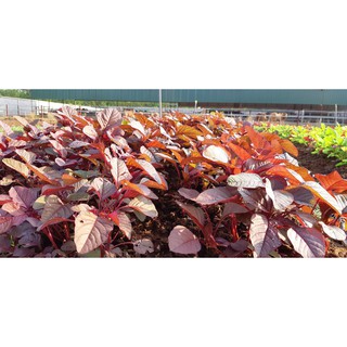 HẠT GIỐNG RAU DỀN ĐỎ(CHẤT LƯỢNG-UY TÍN)
