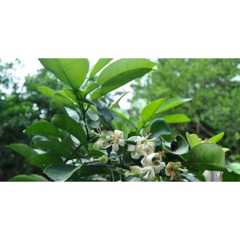 Lá bưởi tươi 500gram