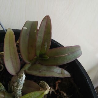 Giả hạc (phi điệp) ma bó là biên đỏ