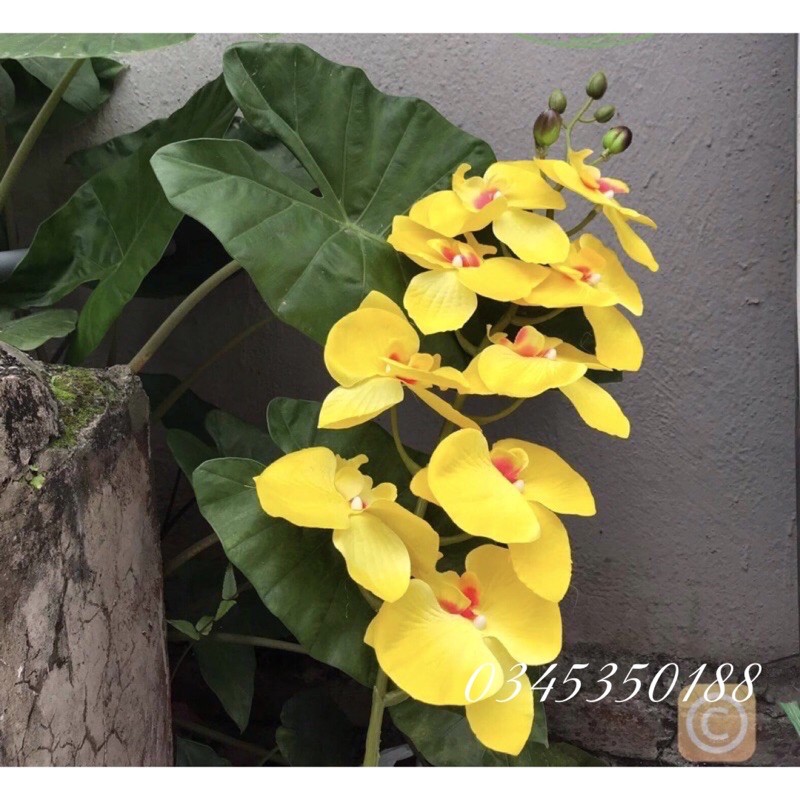 Hoa lan giả/ Hoa Lụa - Lan Hồ Điệp 9 bông