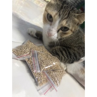 Hạt giống cỏ mèo/hạt giống lúa mạch (Wheat grass)