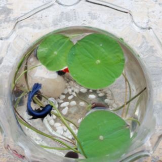 Hạt sen nước mini Nhật