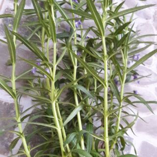 Cây giống hoa violet cổ ươm trong bầu đất