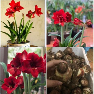 Củ giống hoa Lan Huệ Tây hoa mùa đỏ nhung - 1 củ