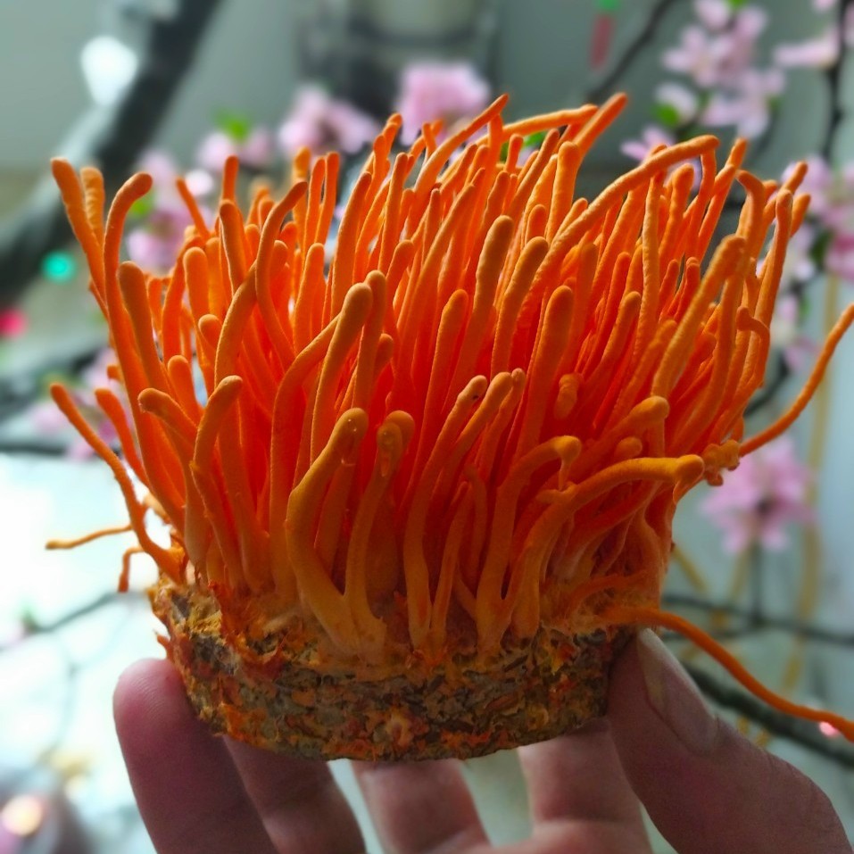 Quả thể đông trùng hạ thảo - Đông trùng hạ thảo tươi 140g | BigBuy360 - bigbuy360.vn