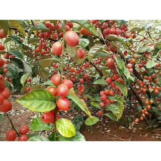 sản phẩm CÂY NHÓT NGỌT MỸ