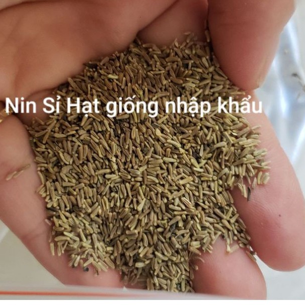 150H - Hạt Giống Hoa Cúc Chi Trắng F1 Nhập Khẩu