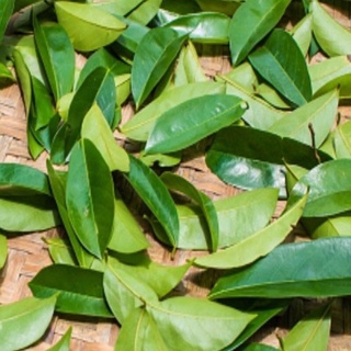 Lá mãng cầu xiêm tươi hoặc khô 100g