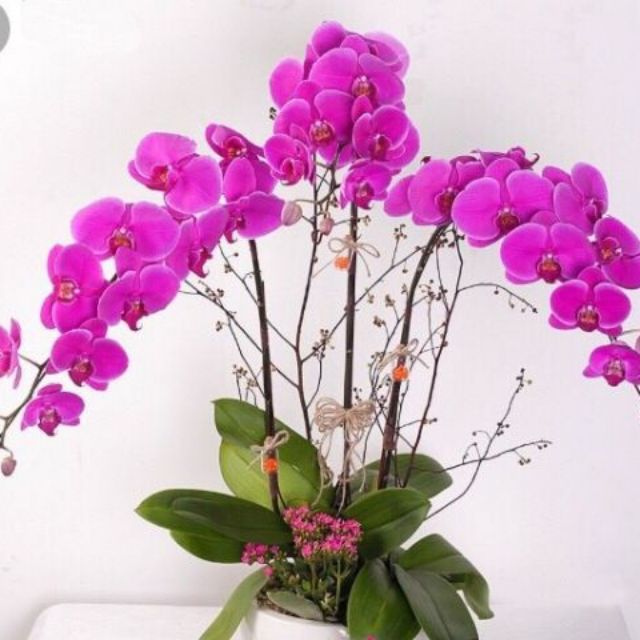 Combo 5 cốc mãn thiên hồng 150k