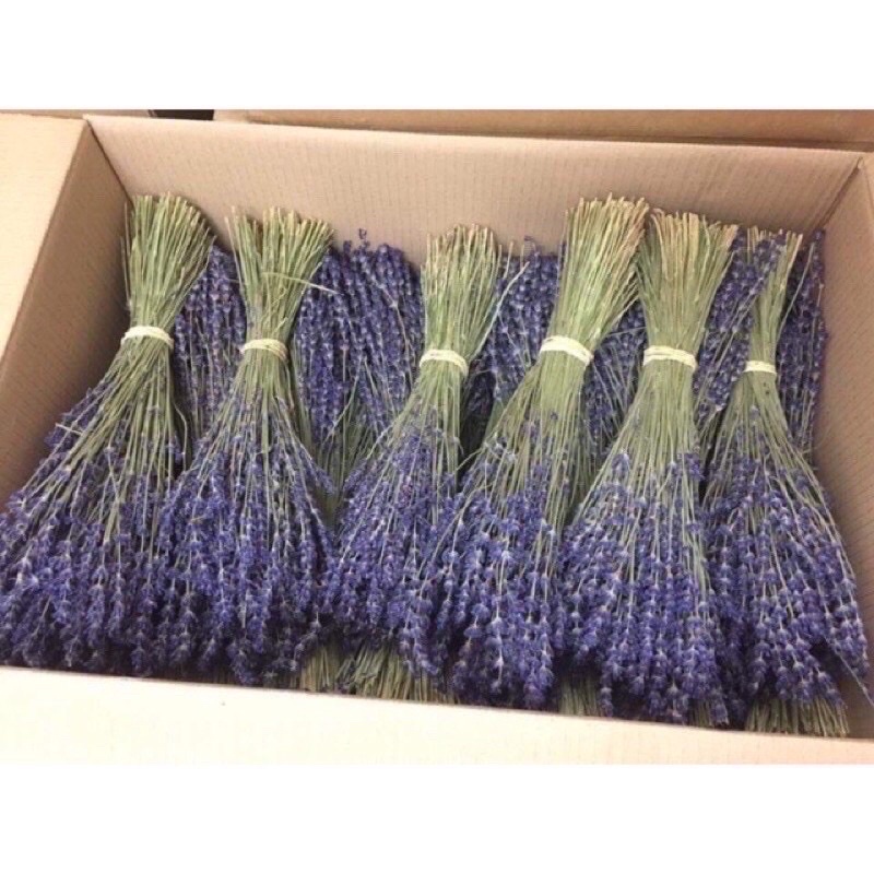 Bó hoa Lavender khô 50 cành thơm lâu