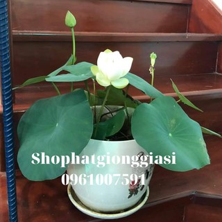(Đã Cắt Đầu) Sen Mini Full Màu ( Hàng Loại 1 )