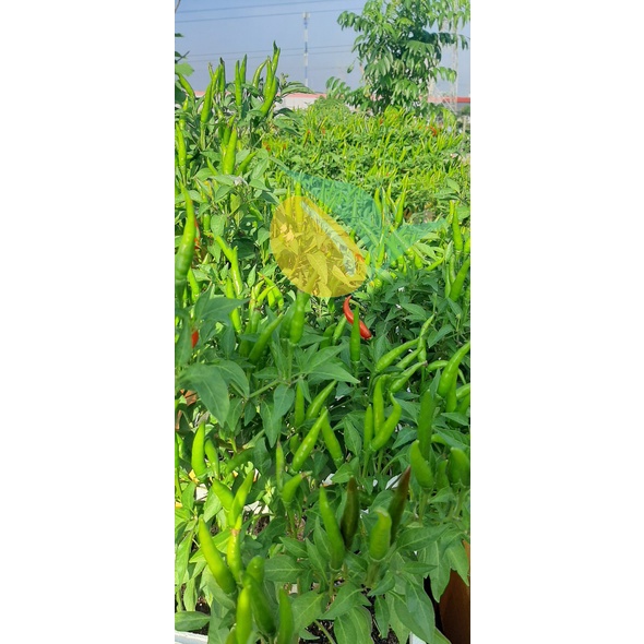 HẠT GIỐNG ỚT CHỈ THIÊN F1 VENUS TN 720 - SIÊU TRÁI GÓI 5G