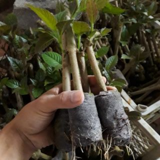 COMBO 50 Cây Chè Khổng Lồ