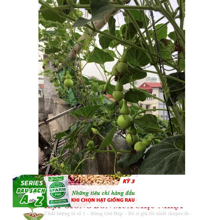 Hạt Giống Bầu Hồ Lô - Mini Siêu Kute  5 hạt ĐẾN MÙA TRỒNG TẾT