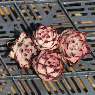 Cây sen đá đế vương romeo miow