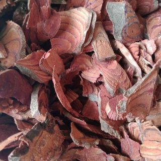 Cỏ máu chuẩn hàng rừng