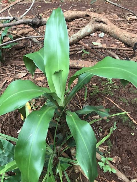1 cây thiết mộc lan con