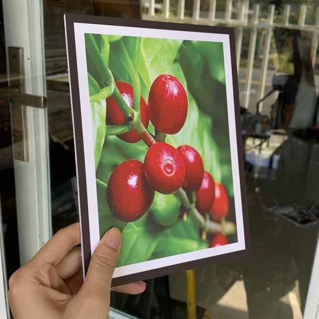 16 set 6 tranh trang trí quán cà phê, tranh dán tường khổ Đại , decor nhà hàng, canvas, Táo Decor