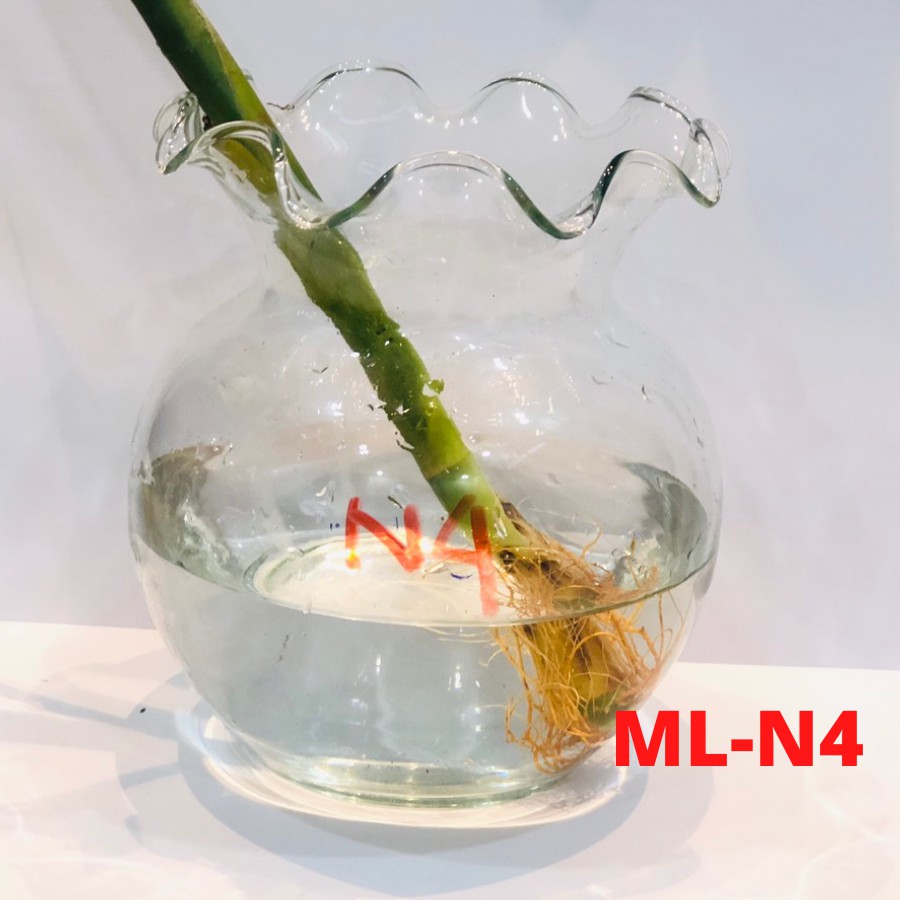 [BÁN SỈ] Chậu trồng 3 cây phát tài thủy tinh, hồ cá thủy tinh bầu tai bèo size 13x 13cm mini fish tank hydroponic ML-N4