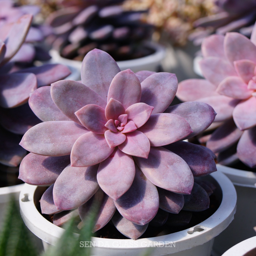 Sen Đá Dĩa Hồng Chậu lớn 15cm, Khỏe, Dễ trồng, Hàng  Đà Lạt, Lỗi 1 đổi 1