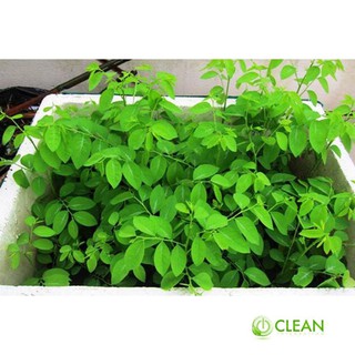 Hạt giống Rau Bồ Ngót (0.5g)