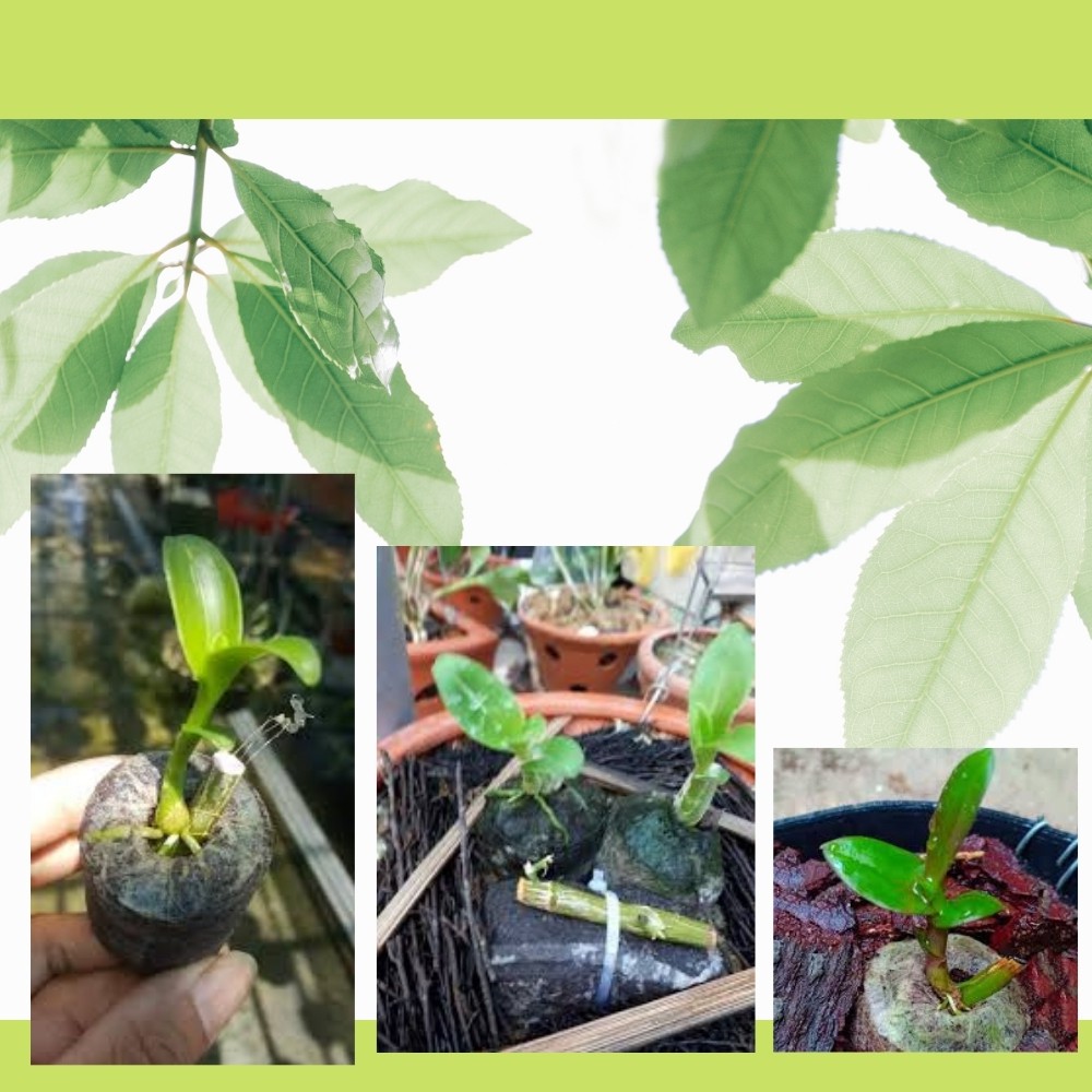 Viên Nén Xơ Dừa Dùng Ươm Hạt - Đất Nén Xơ Dừa - Đất Trồng Cây Giống