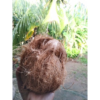 3 trái dừa khô