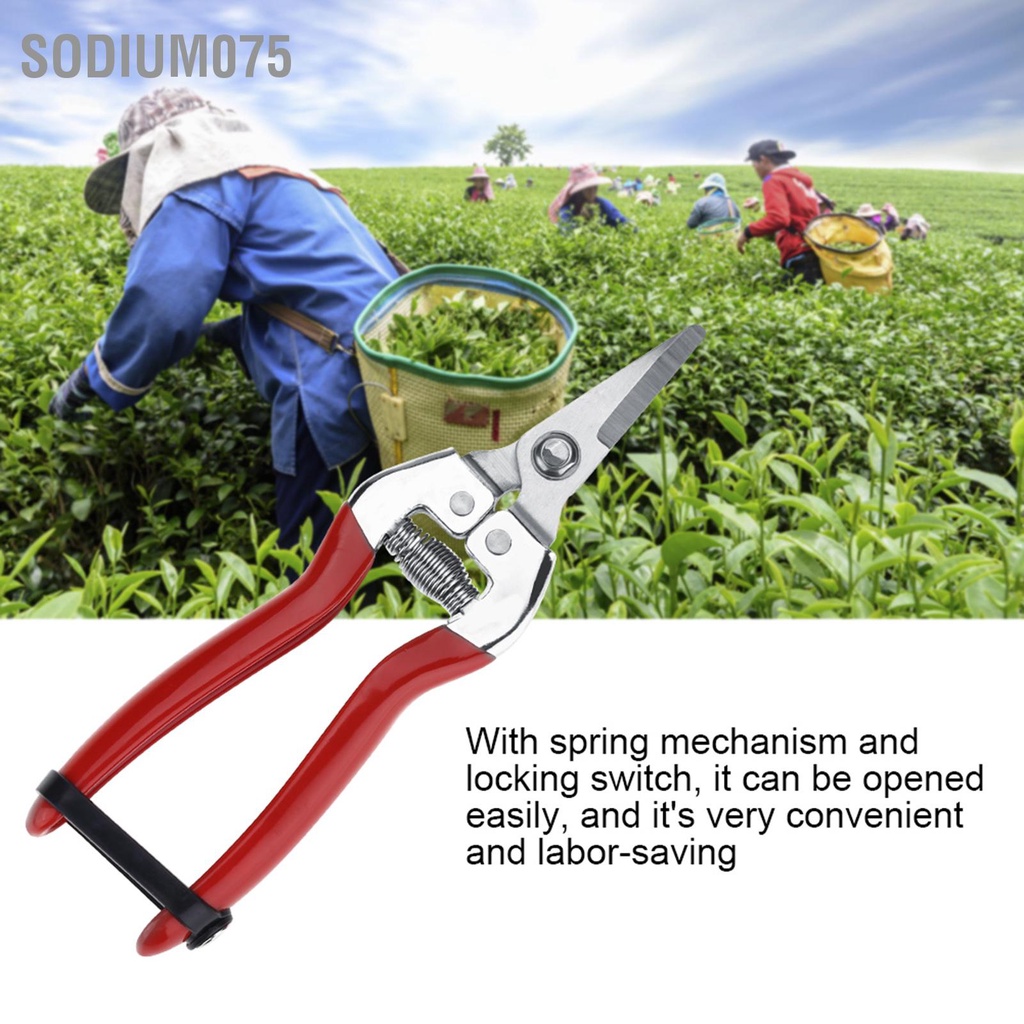 Có thể bán buôn  1Pc Sturdy Fruit Tree Bonsai Gardening Cắt tỉa Shear Garden Scissors Pruner Tool Curved Blade Sodium075 Hàng giao ngay