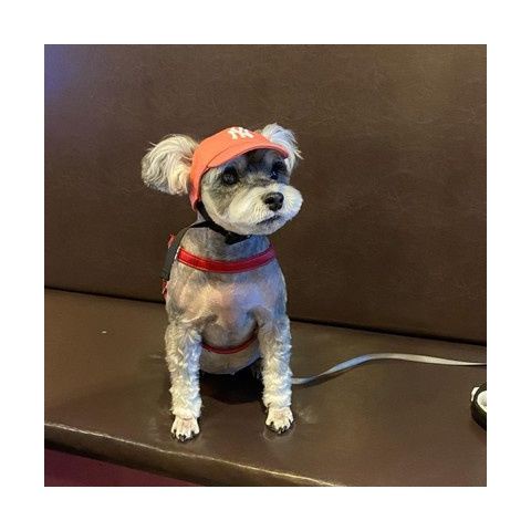 Pet dog hat small dog teddy bear sun hat cat puppy baseball cap