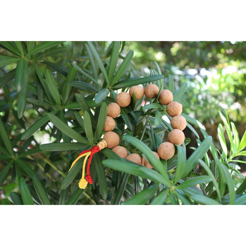 Vòng tay bồ đề mắt Phật  Nepal tự nhiên 12-15mm - Nepali Handmade Natural Bhodi Chitta Bracelet 12-15mm