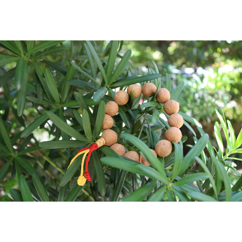 Vòng tay bồ đề mắt Phật (Phật nhãn) Nepal tự nhiên 12-15mm - Nepali Handmade Natural Bhodi Chitta Bracelet 12-15mm