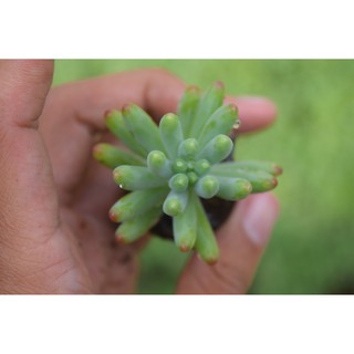Sen đá thạch ngọc Mỹ mini 2-4cm