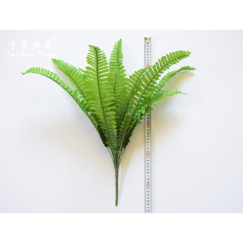 Cây dương xỉ Ba Tư giả tán rộng phù hợp decor trong và ngoại nội thất cao