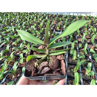 Lan ngọc điểm, lan đai châu cỡ trung 8-12 lá giống thái