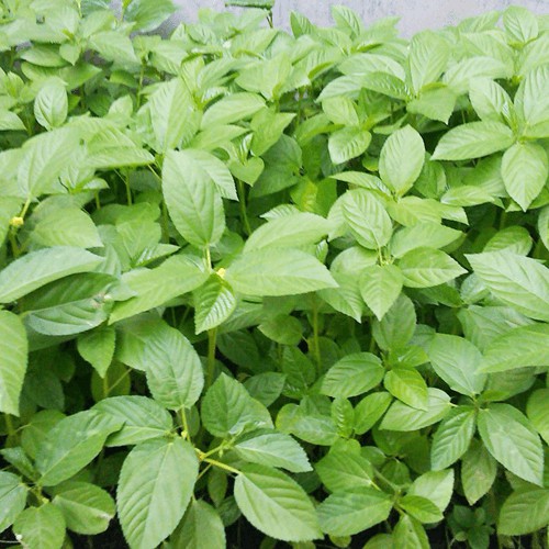 Hạt Giống Rau Đay Xanh (20 Gr) - Dễ Trồng, Dinh Dưỡng Cao - Mua 3 Tặng 1 Cùng Loại