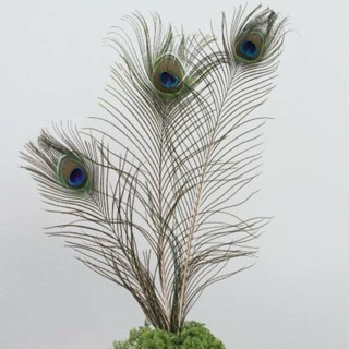  3 soi LÔNG CÔNG PHONG THUY