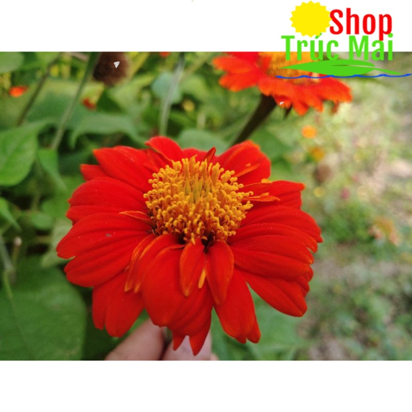 Hạt giống hoa Hướng dương đỏ, hướng dương Mexico - 200 hạt nguyên đài tự nhiên(10 đài hoa già)